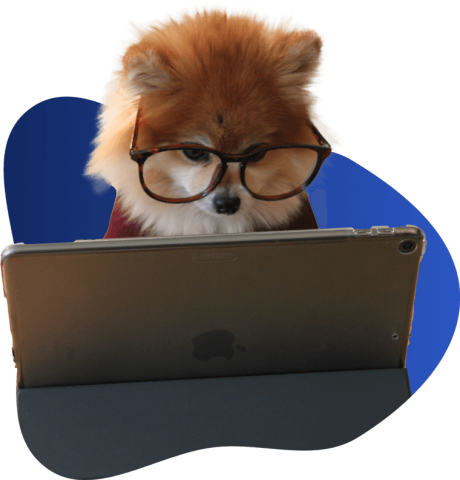 Dog wearing glasses using an ipad